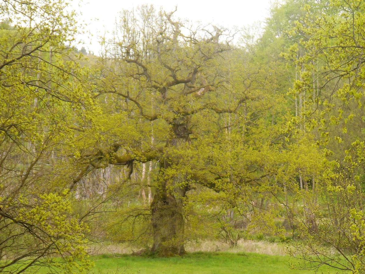 Ferienhaus-Uckermarkblick Rosenow  ภายนอก รูปภาพ