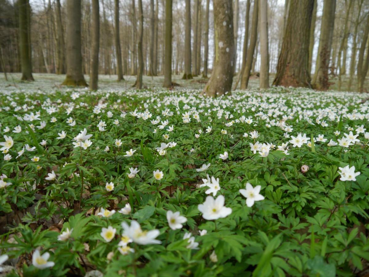 Ferienhaus-Uckermarkblick Rosenow  ภายนอก รูปภาพ